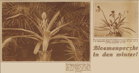 872895 Collage van 2 foto's betreffende de exotische planten in de Hortus Botanicus (Lange Nieuwstraat) te Utrecht.